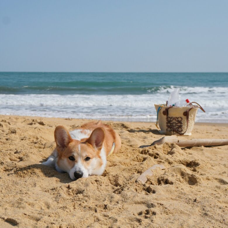 thumbnail_Exmouth dog